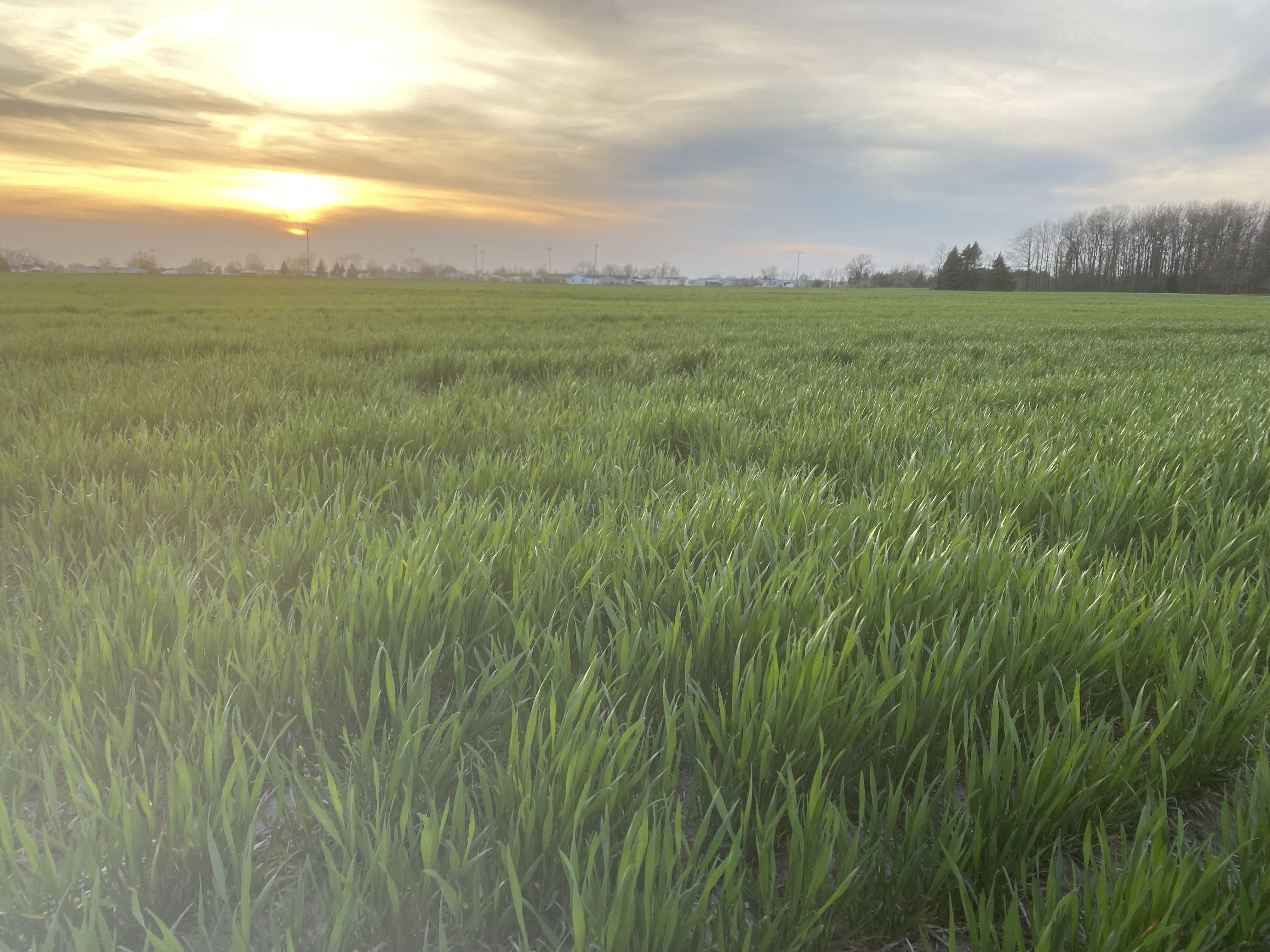 Sun setting on a wheat field.